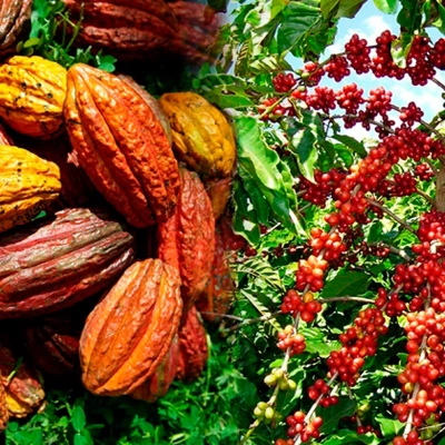 Développement des Chaînes de Valeur du Cacao, Café et Cajou