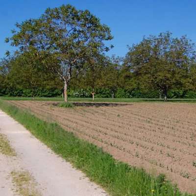 Feasibility study of 800 km and detailed study of 500 km of agricultural tracks in public irrigated perimeters