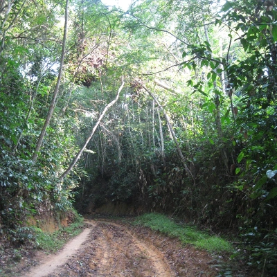 Feasibility study of the Reducing Emissions from Deforestation and Forest Degradation (REDD) program with inclusion of sustainable management, biodiversity conservation and increasing carbon stocks in the departments of Sangha and Likouala in the Republic of Congo